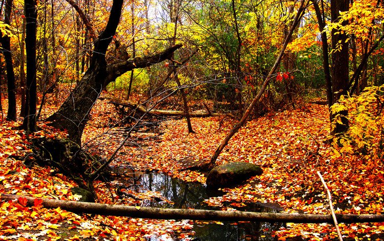 желтый, лес, листья, пейзаж, ручей, листва, осень, yellow, forest, leaves, landscape, stream, foliage, autumn