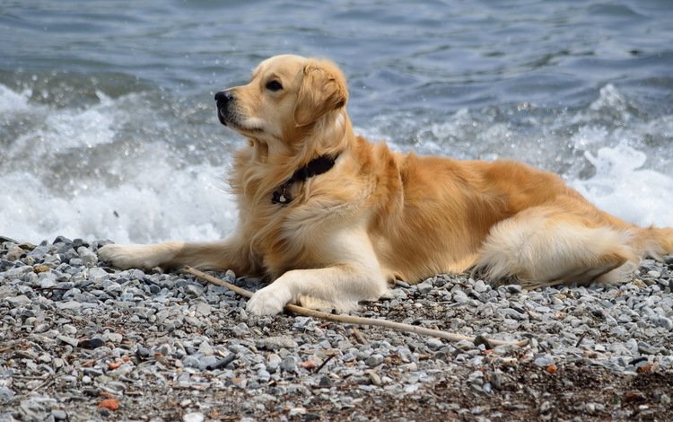 камни, море, пляж, мордочка, собака, лапки, золотистый ретривер, stones, sea, beach, muzzle, dog, legs, golden retriever