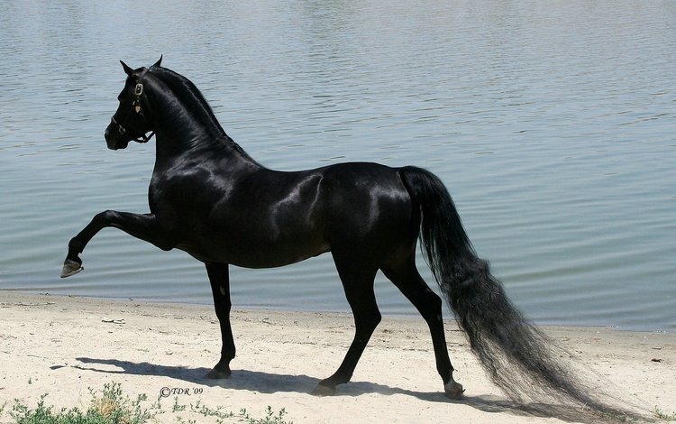 лошадь, черный, конь, арабская порода, чистокровый жеребец, horse, black, the arabian breed, cystography stallion