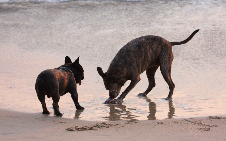море, песок, пляж, собаки, sea, sand, beach, dogs