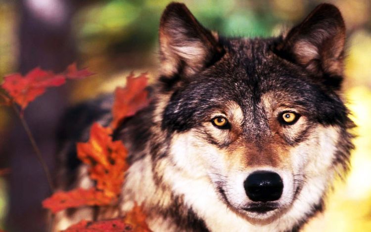 листья, взгляд, осень, хищник, волк, leaves, look, autumn, predator, wolf