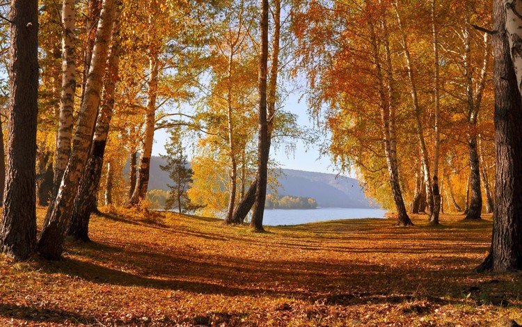 деревья, озеро, горы, природа, лес, листья, осень, trees, lake, mountains, nature, forest, leaves, autumn