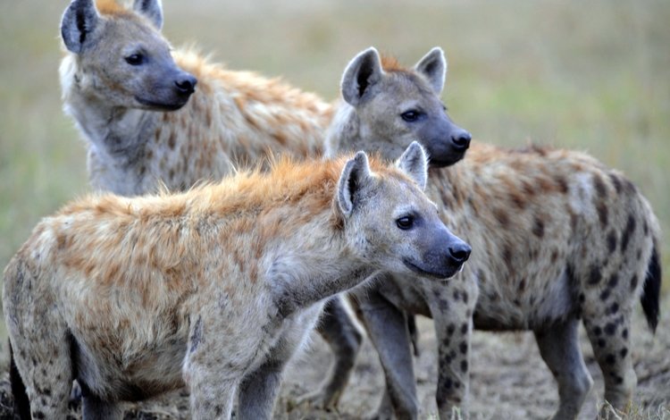 хищники, стая, гиены, гиеновые, пятнистые гиены, пятнистая гиена, predators, pack, hyenas, spotted hyenas, spotted hyena