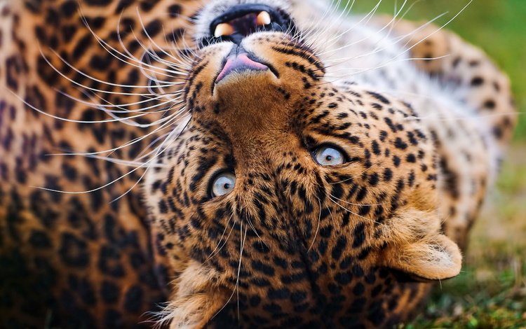 морда, усы, взгляд, леопард, клыки, оскал, face, mustache, look, leopard, fangs, grin