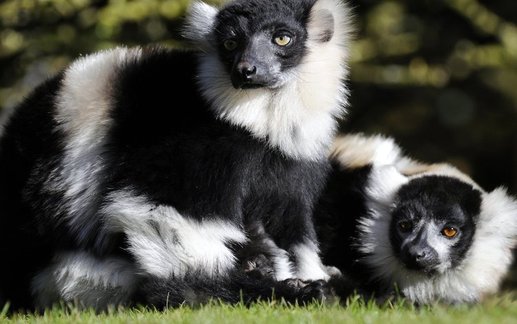 животные, лемуры, зверьки, лемуры вари, animals, lemurs, ruffed lemurs