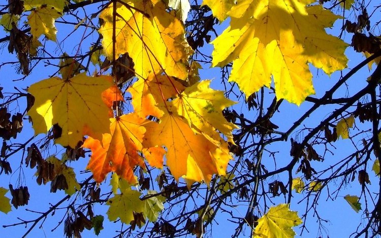небо, листья, осень, синева, the sky, leaves, autumn, blue