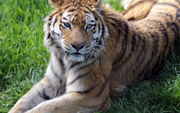тигр, трава, взгляд, лежит, хищник, tiger, grass, look, lies, predator