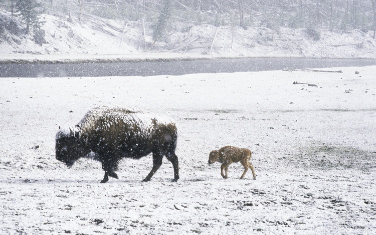 снег, зима, животные, детеныш, зубры, зубр, дикий бык, snow, winter, animals, cub, bison