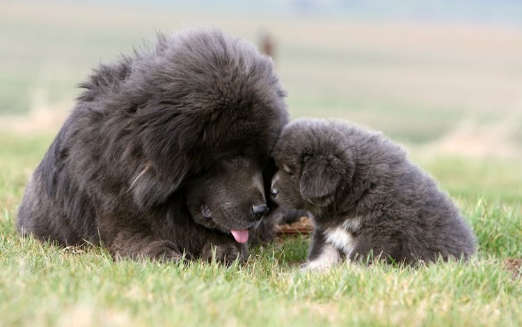 трава, собака, щенок, тибетский мастиф, grass, dog, puppy, tibetan mastiff