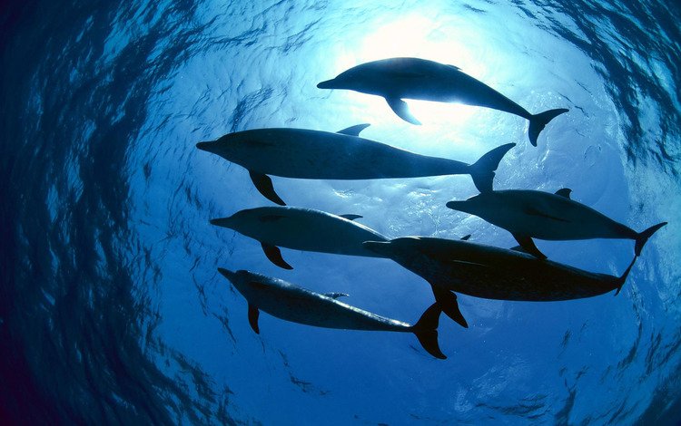 свет, вода, дельфины, подводный мир, light, water, dolphins, underwater world