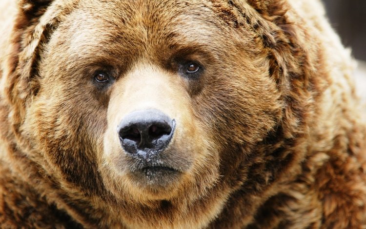 морда, взгляд, медведь, нос, бурый, бурый медведь, суровый, face, look, bear, nose, brown, brown bear, harsh