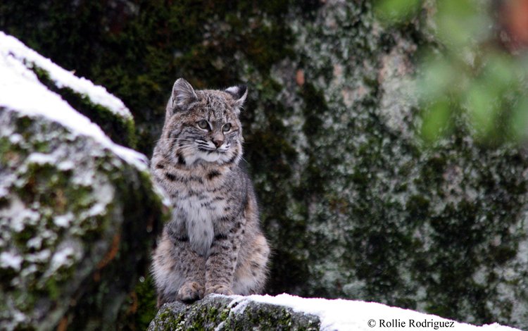 снег, зима, рысь, дикая кошка, йосемитский национальный парк, snow, winter, lynx, wild cat, yosemite national park