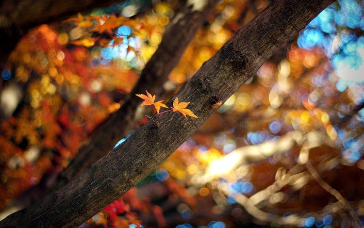 свет, размытость, природа, боке, дерево, листья, лучи, ветки, ветви, осень, light, blur, nature, bokeh, tree, leaves, rays, branches, branch, autumn
