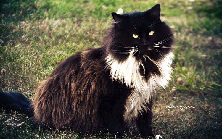 трава, кот, кошка, взгляд, пушистый, чёрно-белый, grass, cat, look, fluffy, black and white