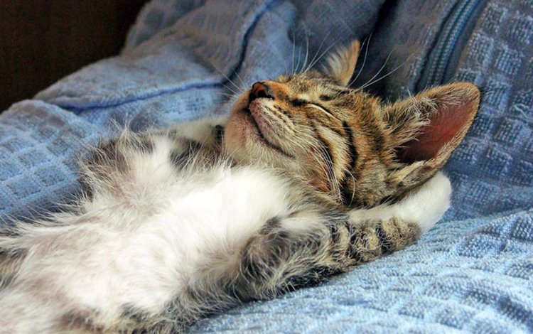 кот, кошка, котенок, спит, без задних ног, cat, kitty, sleeping, legs