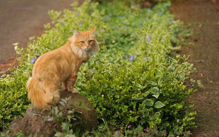 цветы, трава, кот, кошка, камень, рыжий, flowers, grass, cat, stone, red