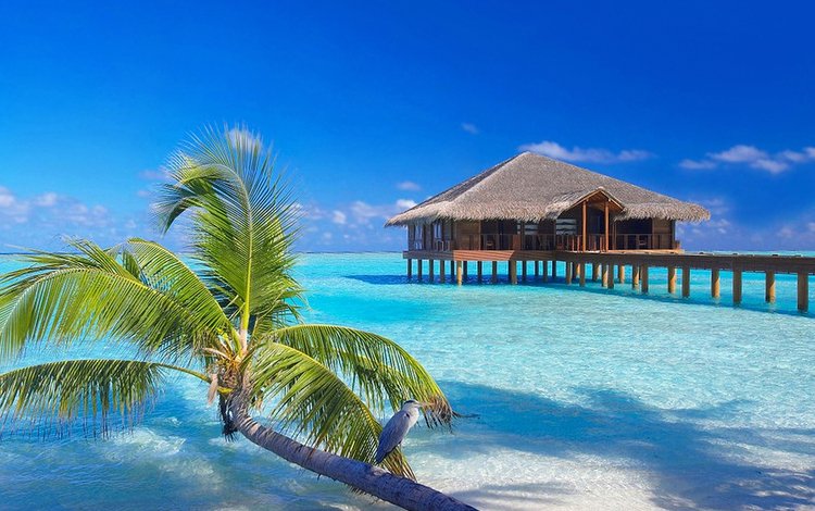 море, пляж, бунгало, тропики, мальдивы, sea, beach, bungalow, tropics, the maldives