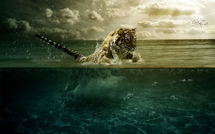 тигр, вода, прыжок, движение, tiger, water, jump, movement