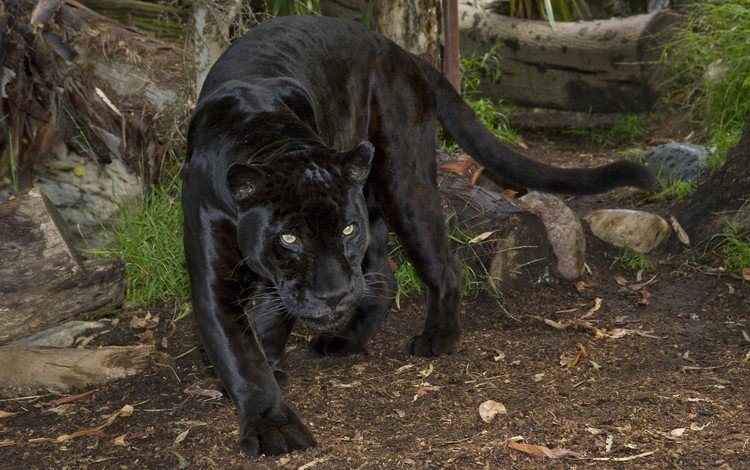 природа, взгляд, пантера, черный ягуар, дикаякошка, nature, look, panther, black jaguar, giacosa
