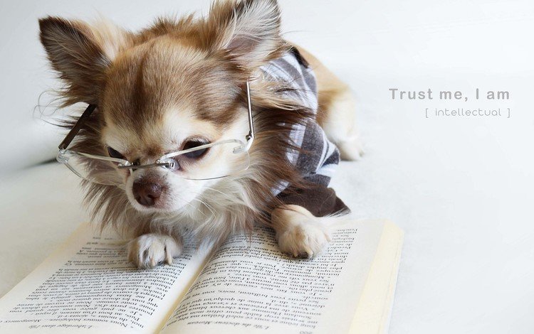 очки, собака, щенок, книга, чихуахуа, glasses, dog, puppy, book, chihuahua