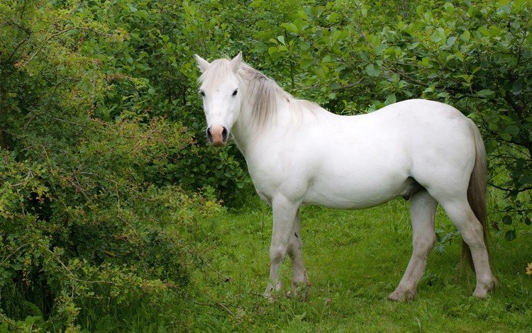 лошадь, трава, деревья, белый, конь, horse, grass, trees, white
