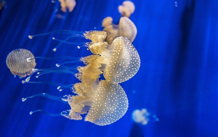 щупальца, медузы, подводный мир, tentacles, jellyfish, underwater world