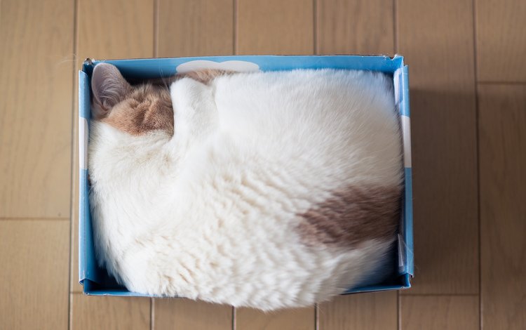 кошка, спит, дом, коробка, cat, sleeping, house, box