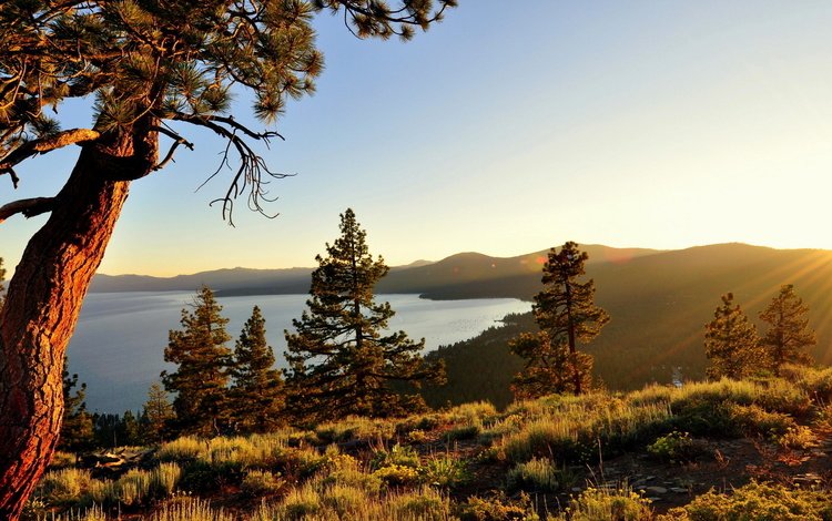 озеро, природа, дерево, калифорния, сосна, озеро тахо, lake, nature, tree, ca, pine, lake tahoe