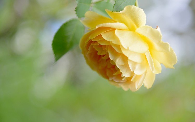 цветок, роза, лепестки, жёлтая, flower, rose, petals, yellow