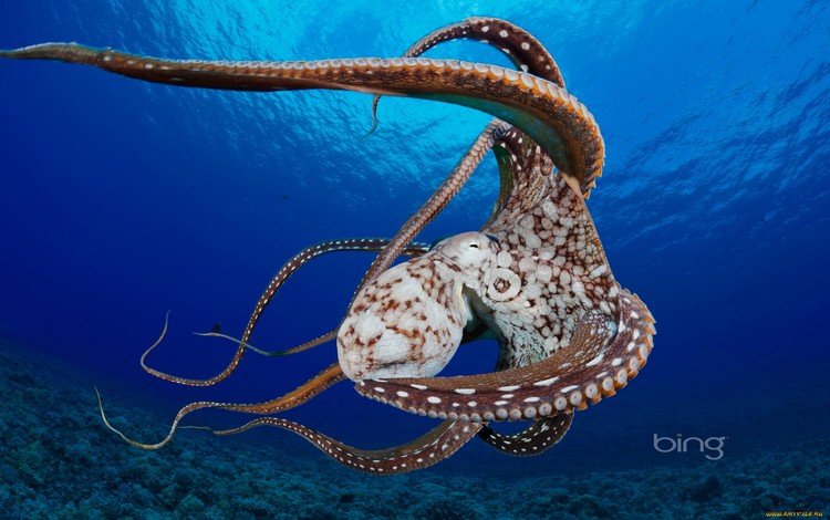 осьминог, океан, нос, кораллы, подводный мир, щупальцы, головоногий моллюск, octopus, the ocean, nose, corals, underwater world, the tentacles