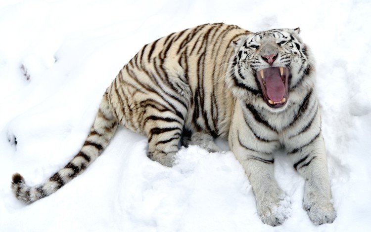 тигр, снег, зима, белый, зубы, пасть, tiger, snow, winter, white, teeth, mouth