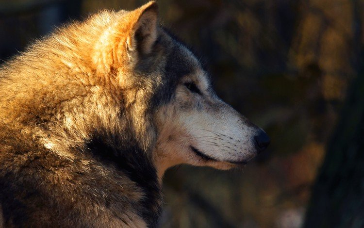 хищник, профиль, волк, солнечный луч, predator, profile, wolf, sunbeam