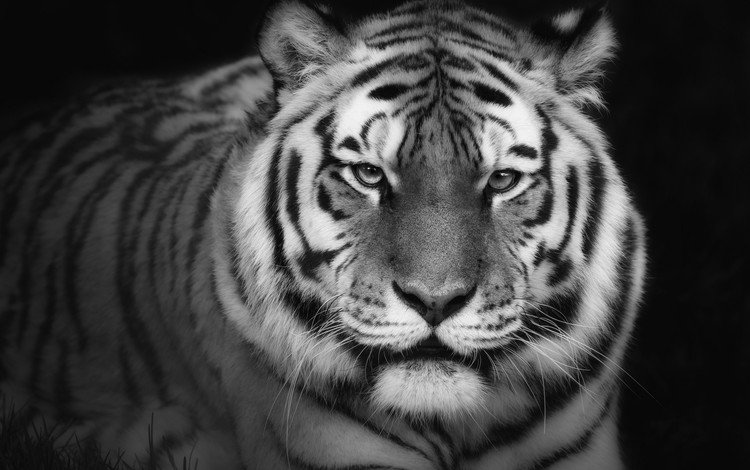 тигр, фон, взгляд, хищник, tiger, background, look, predator