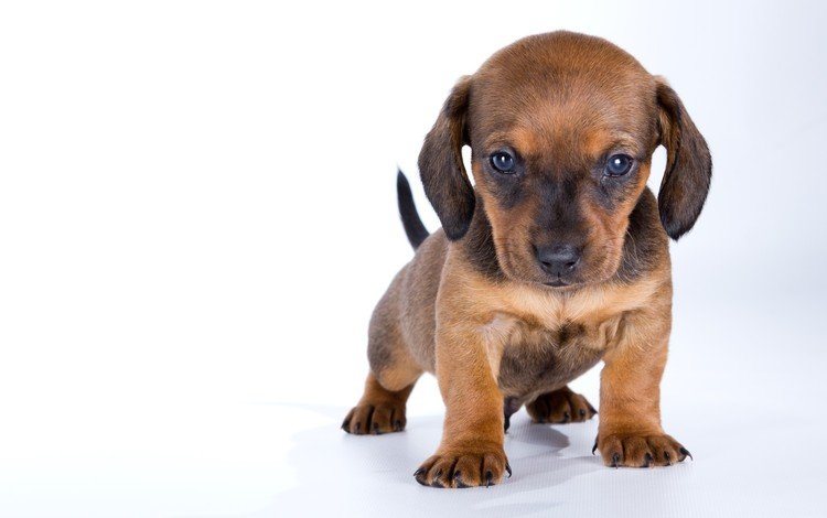 взгляд, собака, щенок, малыш, такса, look, dog, puppy, baby, dachshund