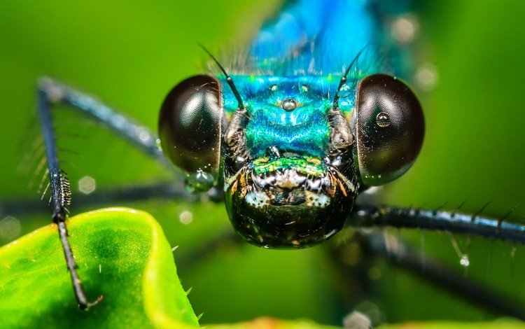глаза, макро, капли, насекомые, стрекоза, eyes, macro, drops, insects, dragonfly