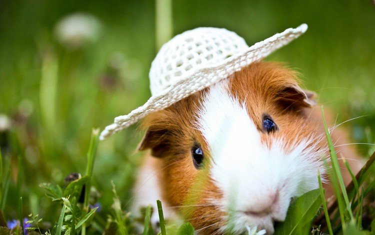 трава, животные, шляпка, морская свинка, grass, animals, hat, guinea pig