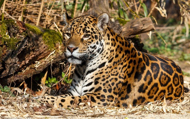 природа, хищник, ягуар, дикая кошка, nature, predator, jaguar, wild cat