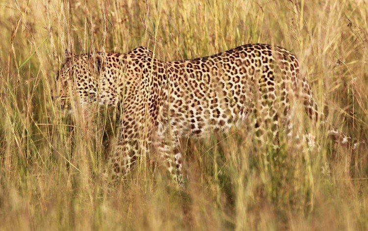 трава, природа, леопард, хищник, grass, nature, leopard, predator