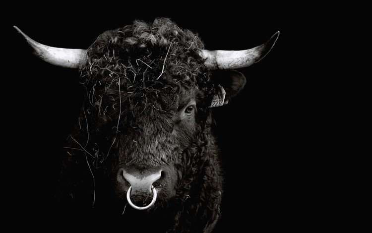 морда, черный, кольцо, рога, бык, face, black, ring, horns, bull