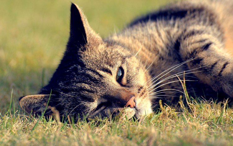 трава, кот, кошка, отдых, полосатый, grass, cat, stay, striped
