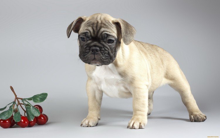 фон, собака, щенок, вишни, мопс, background, dog, puppy, cherry, pug