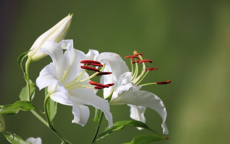 цветы, лилия, белая, flowers, lily, white