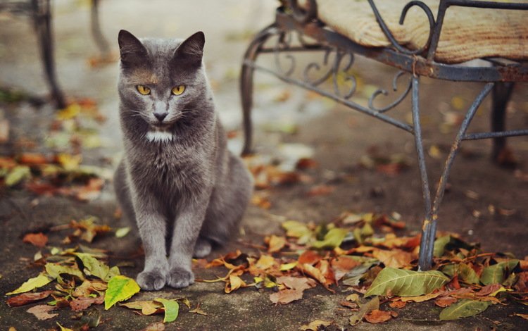 листья, кошка, осень, улица, leaves, cat, autumn, street
