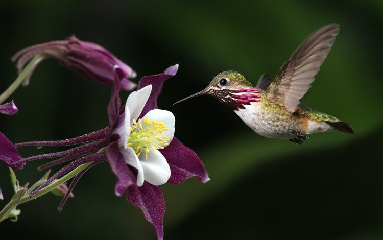 полет, цветок, крылья, птица, клюв, перья, колибри, flight, flower, wings, bird, beak, feathers, hummingbird