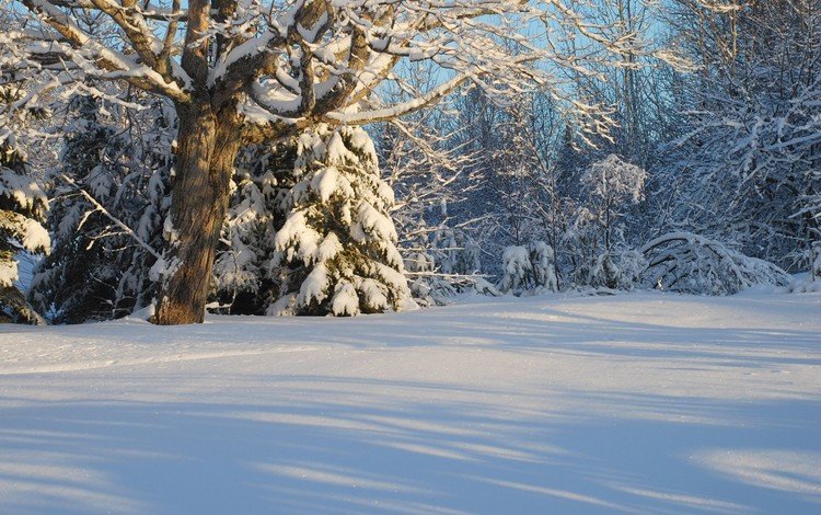 деревья, снег, лес, зима, канада, trees, snow, forest, winter, canada