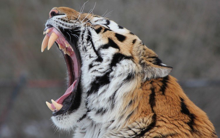 тигр, морда, клыки, пасть, зевает, дикая кошка, амурский, tiger, face, fangs, mouth, yawns, wild cat, amur