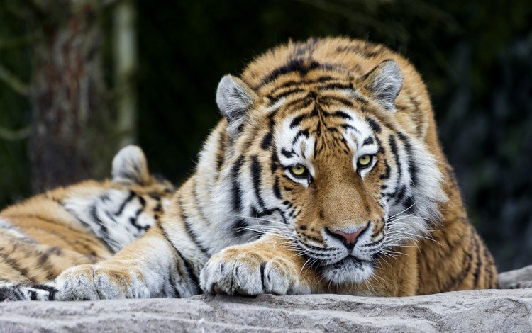 тигр, морда, лапы, кошка, хищник, большая, дикая, tiger, face, paws, cat, predator, large, wild