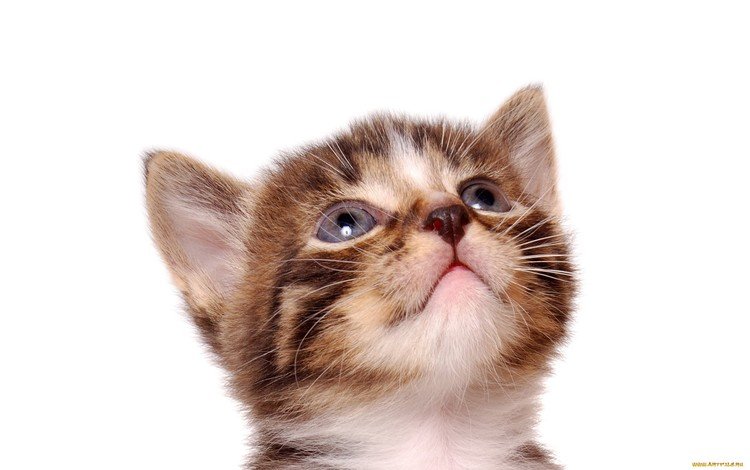 кот, кошка, котенок, белый фон, полосатый, cat, kitty, white background, striped