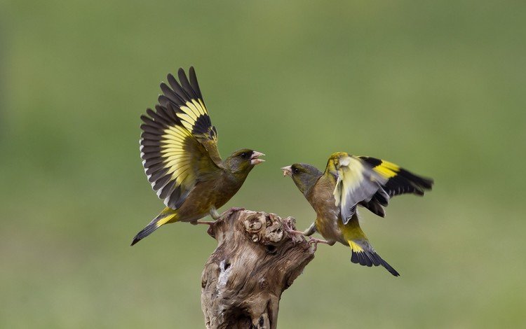 природа, птицы, щегол, щеглы, ссора, nature, birds, goldfinch, goldfinches, fight