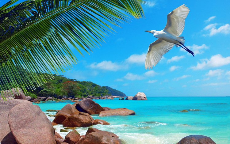 море, пляж, отдых, птичка, тропики, сейшелы, sea, beach, stay, bird, tropics, seychelles